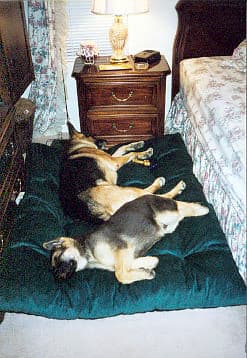 about dogs on bed 2