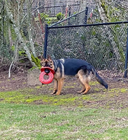 Young German Shepherd Retrieves Two Frisbees Simultaneously