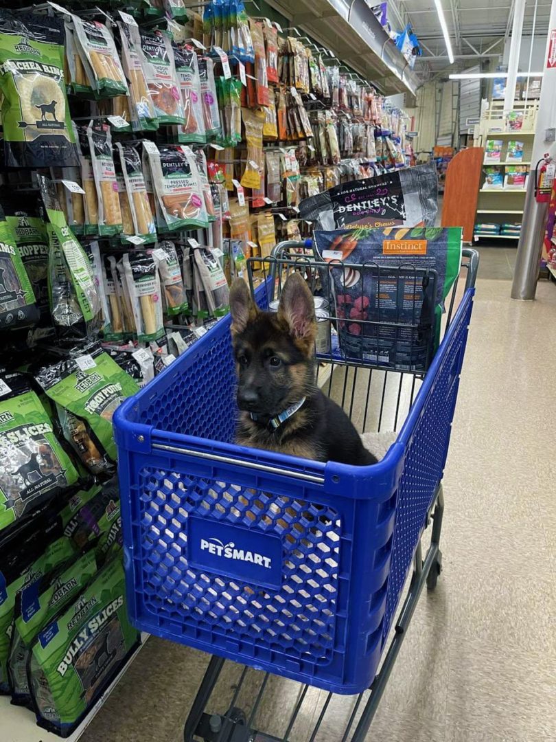 Puppy in shopping cart
