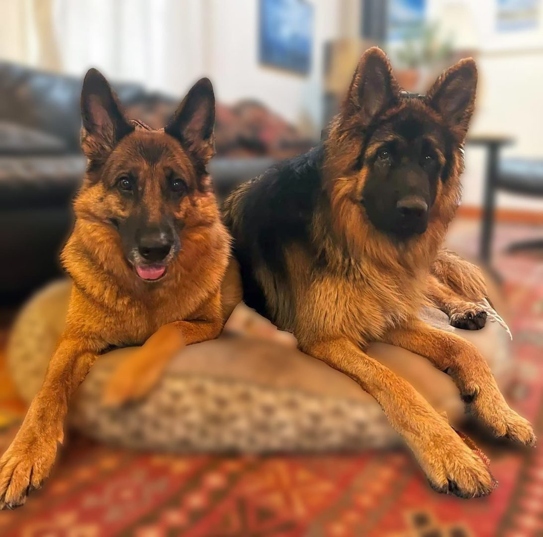 German Shepherd Dogs, Pair
