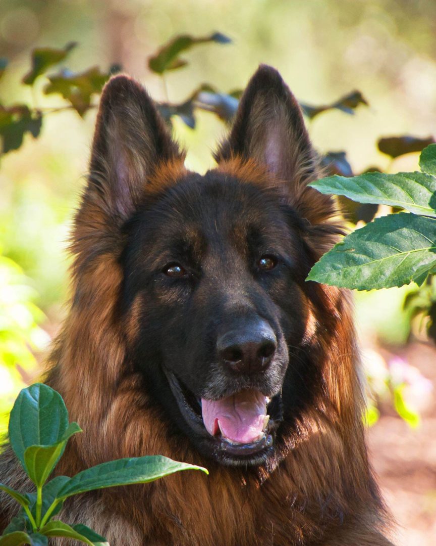 Long Coat Male German Shepherd Dog - Head Shot