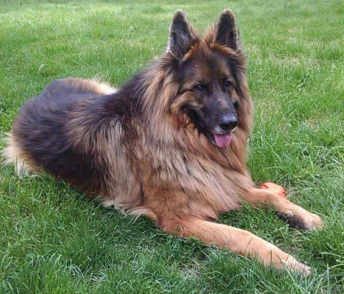 Long Coat German Shepherd Dog