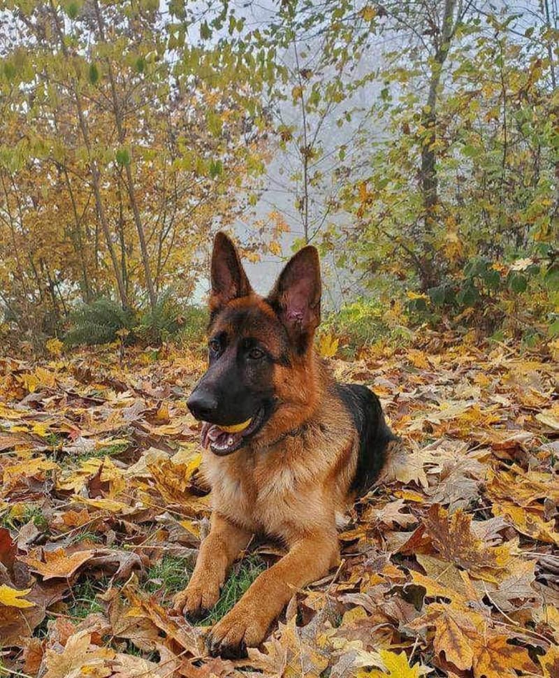 Male German Shepherd Dog in Fall Leaves