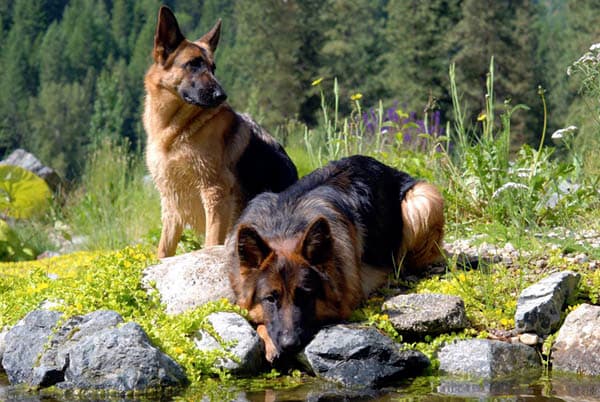 Male and Female GSD Outdoors