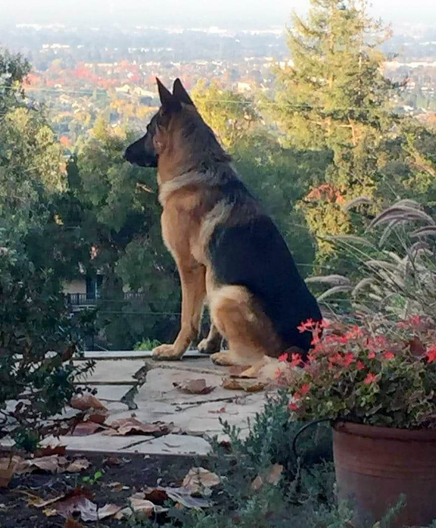 German Shepherd Dog Keeping Watch