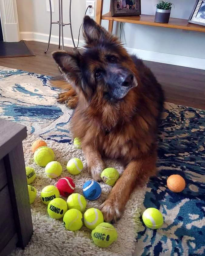 Older Long Coat German Shepherd Dog Playing