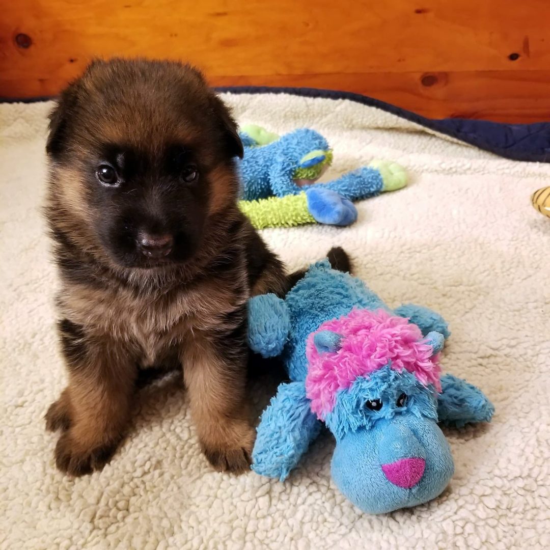 Days old puppy