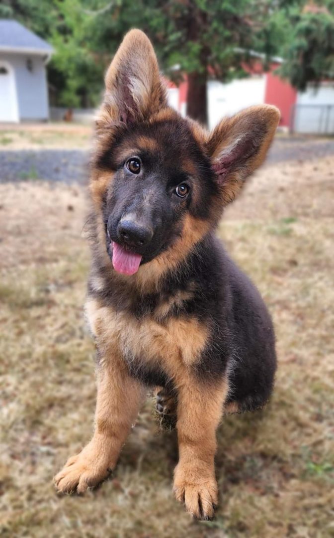 Puppy Cocking His Head