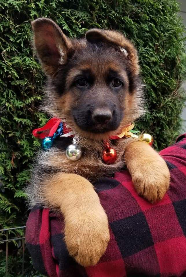Christmas Puppy