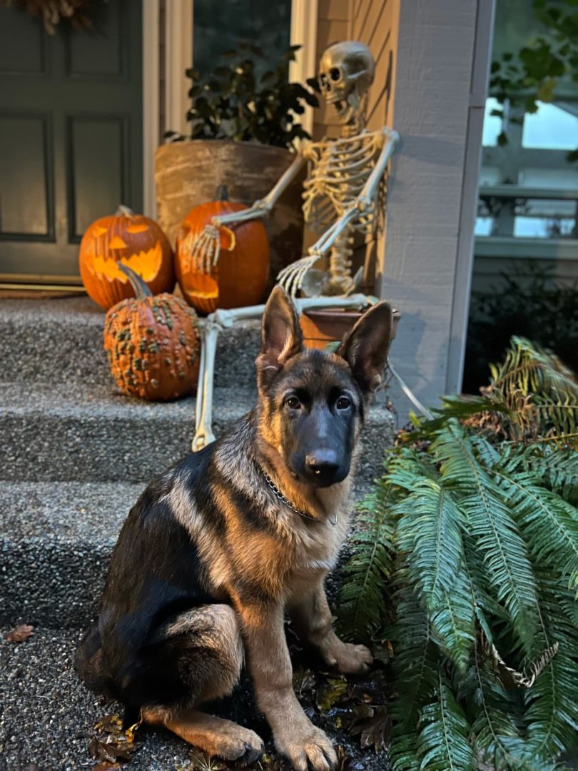 puppy 5 halloween