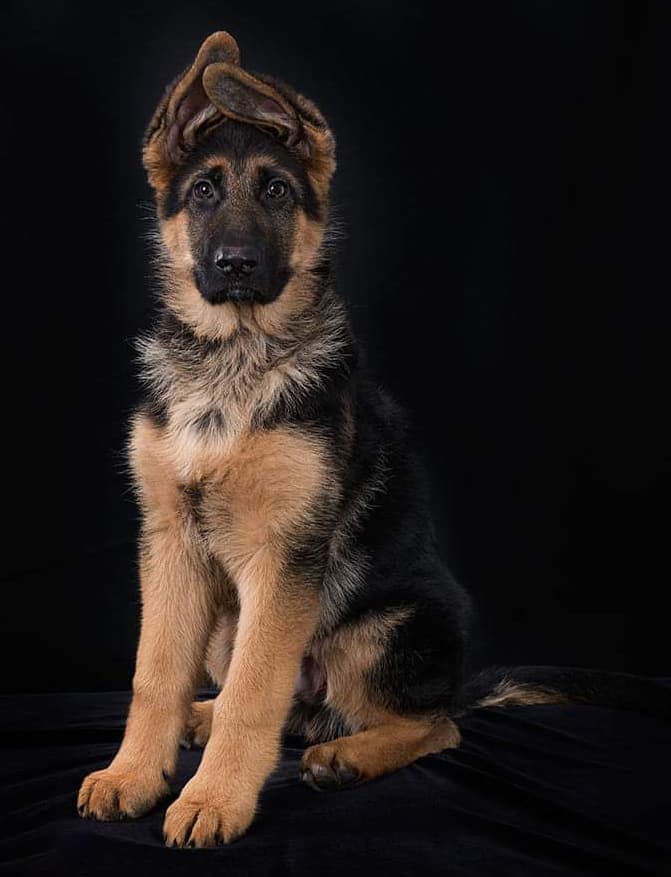 German Shepherd Puppy Photographer Image
