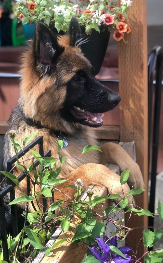 Young Dog Peeking Over Fence