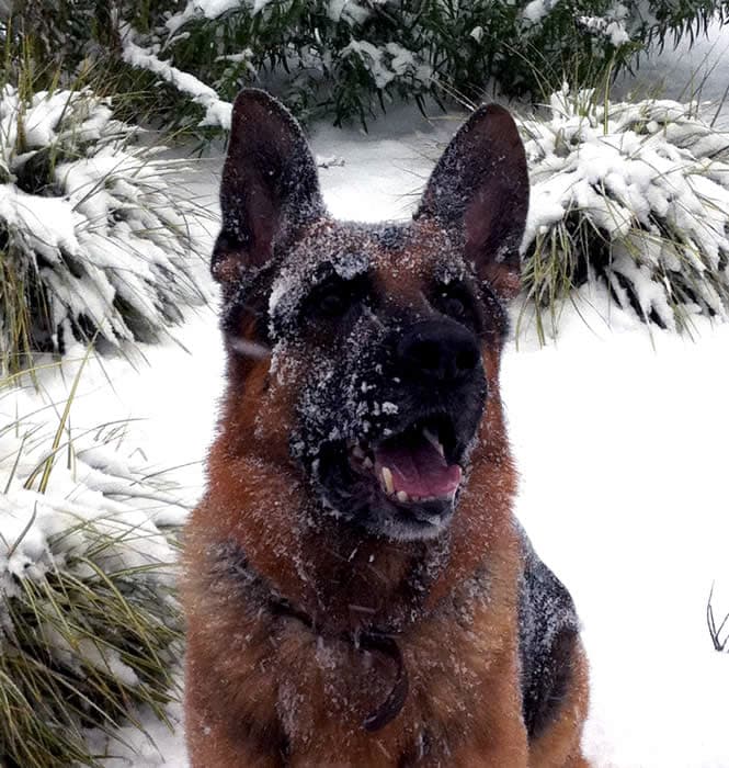 Male GSD in the snow
