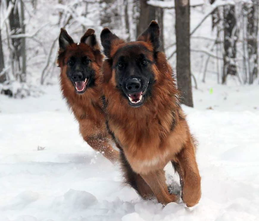 German Shepherd Dogs Running in the Snow