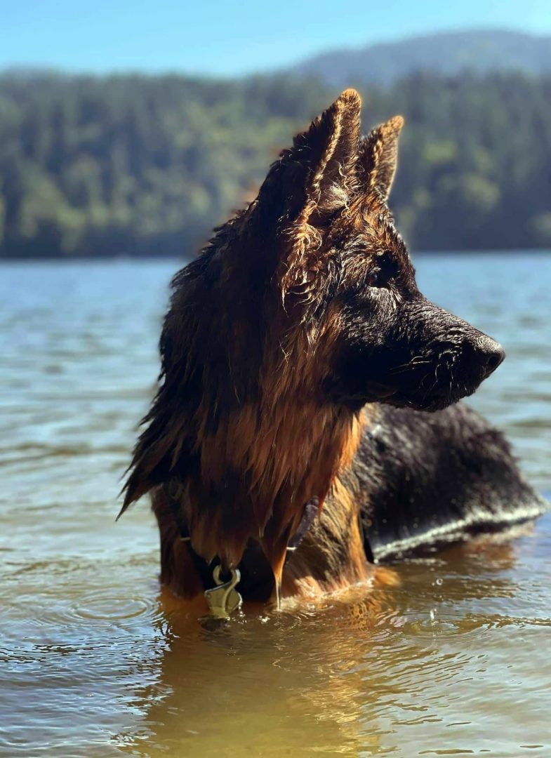German Shepherd Dog in the Water