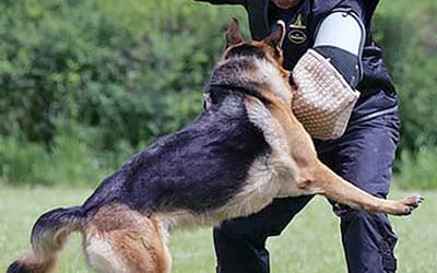 What in the Heck is Schutzhund?