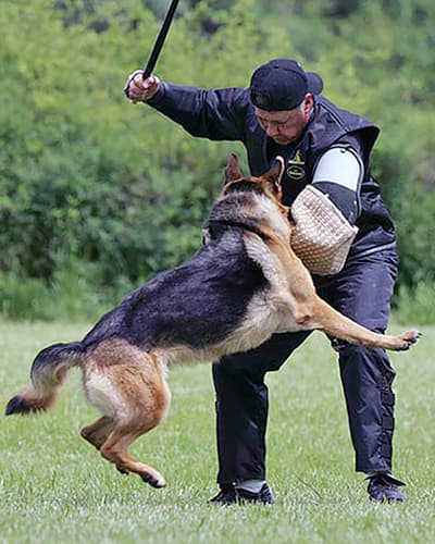 What in the Heck is Schutzhund?