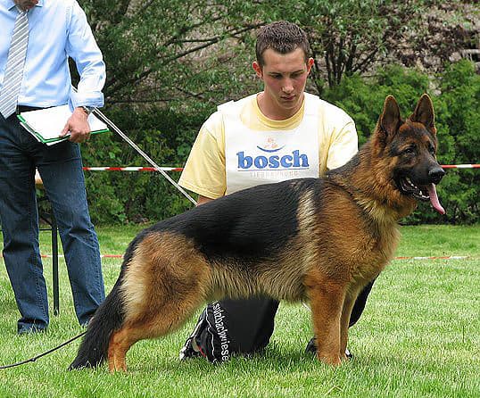 Xilas At Judging Time