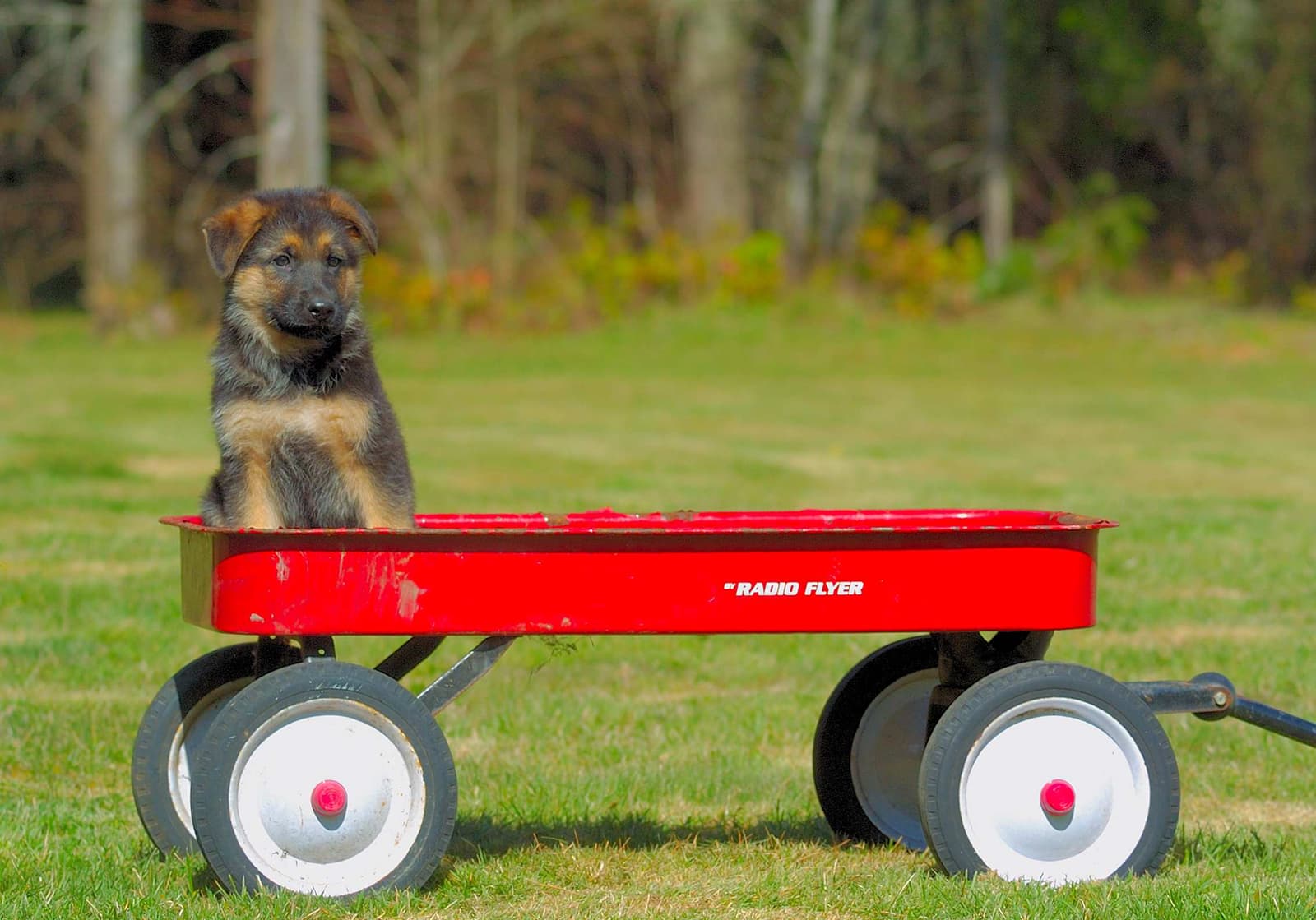 Puppy in a Radio Flyer Wagon