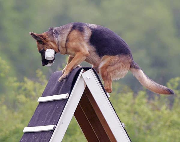 Long Coat Adult German Shepherd Dog with His Owner