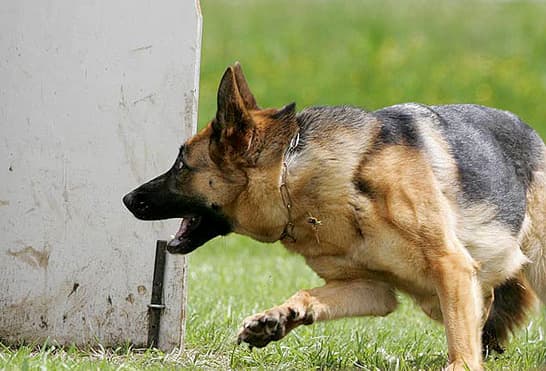 Fergi carrying the dumbell