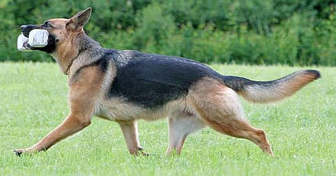 Fergi carrying the dumbell