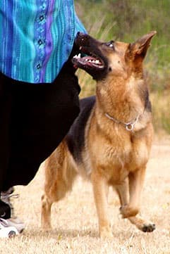 German Shepherd Puppy Photographer Image