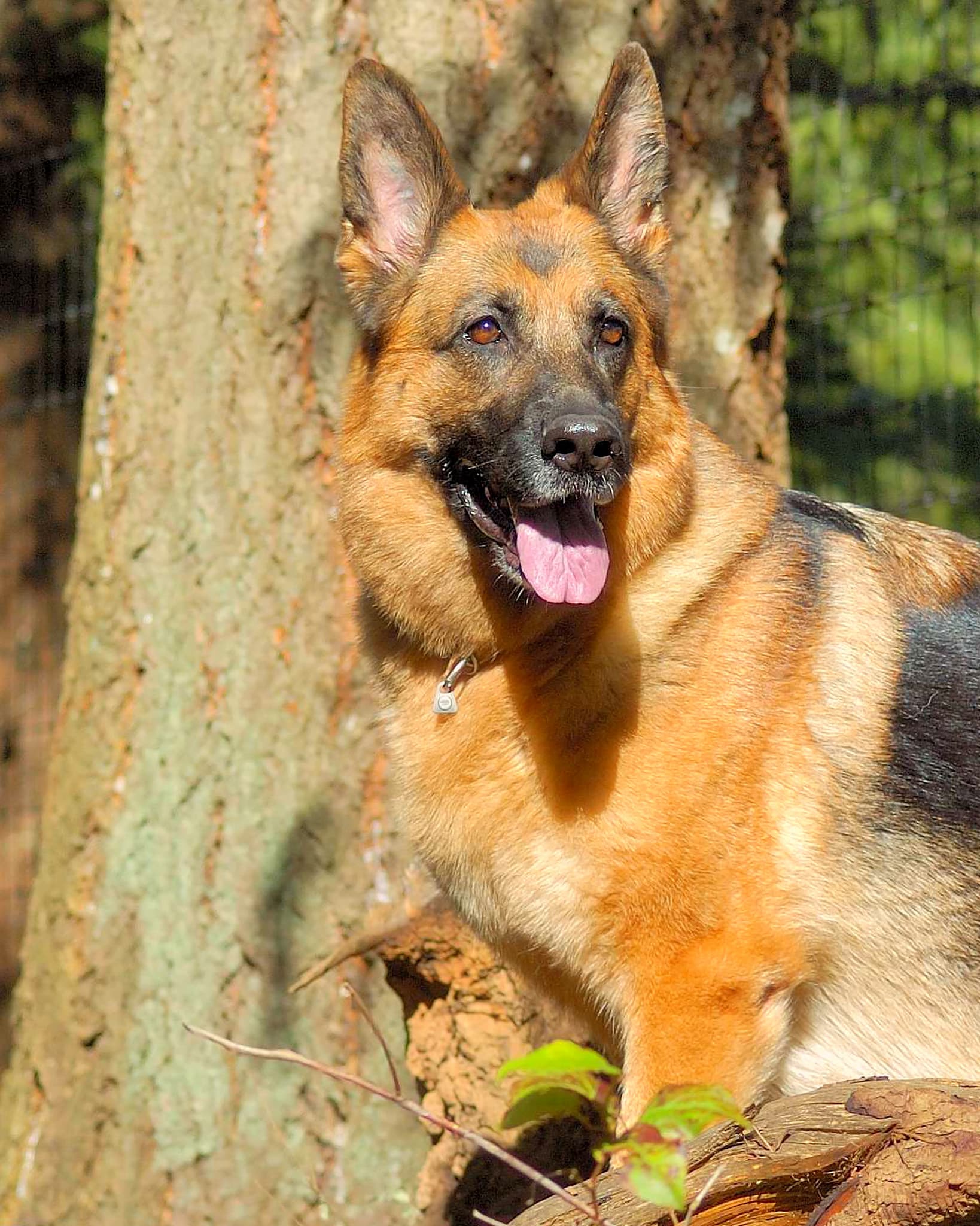 Long Coat Male German Shepherd Dog - Head Shot