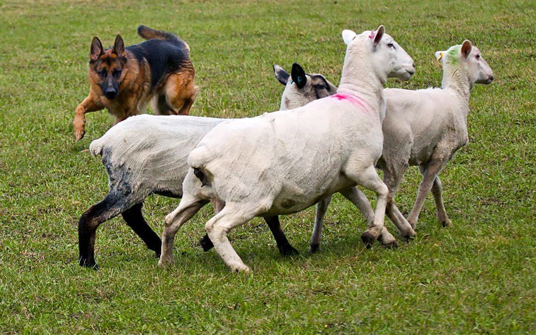 Herding Has Gone To The Dogs