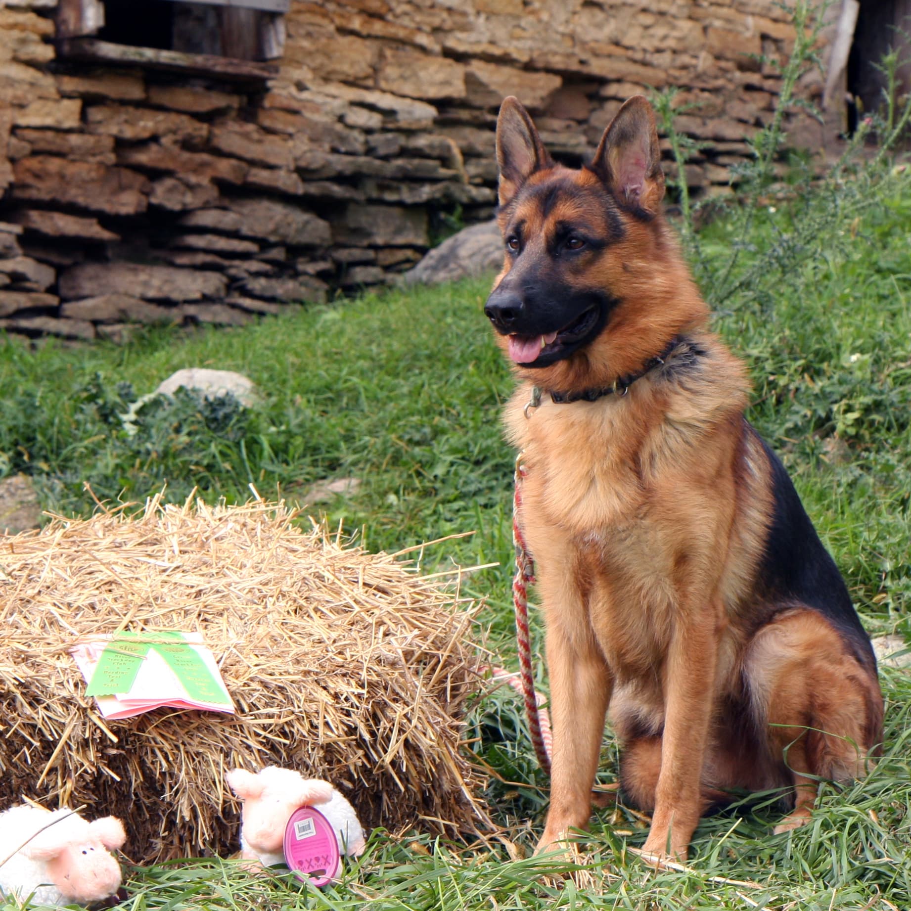 stock female outdoors