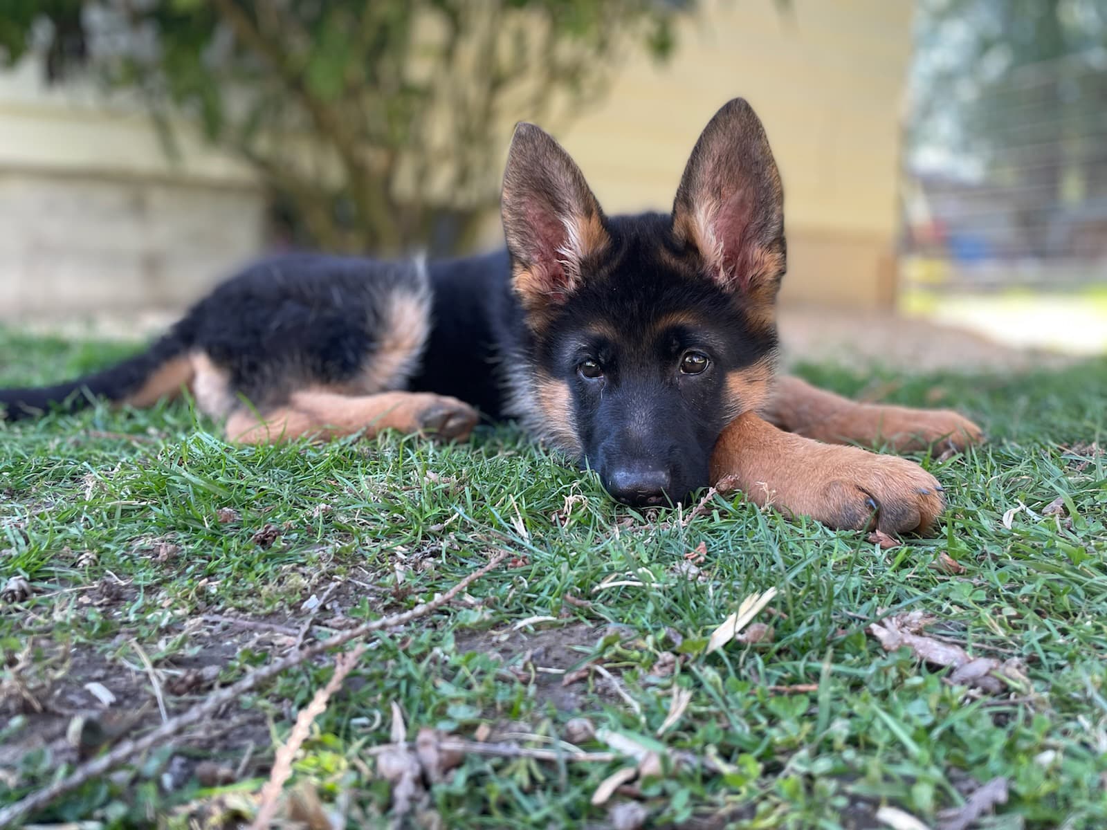 stock female puppy