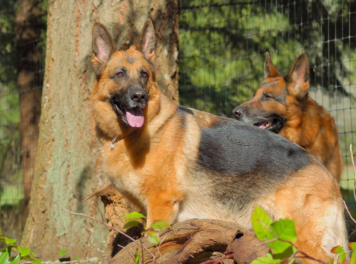 stock male and female