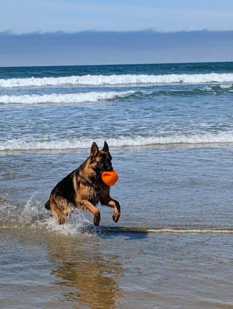 dog and beach ball