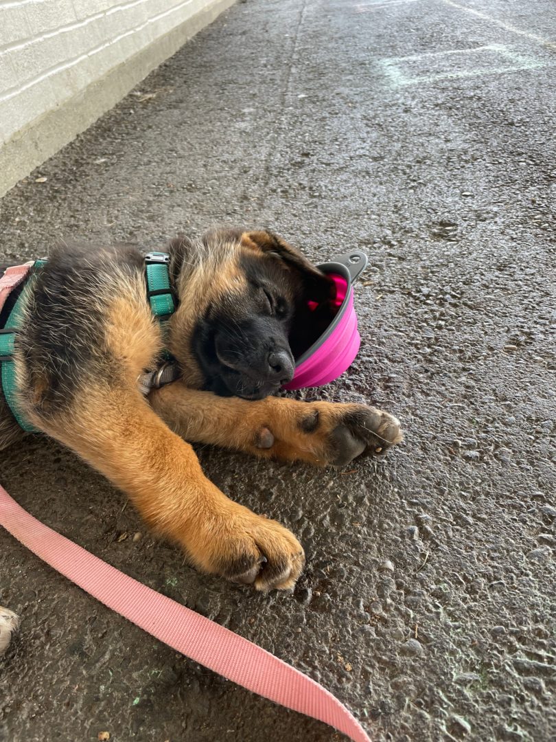 Exhausted Puppy Lying With It's Head in Flexible Waterbowl