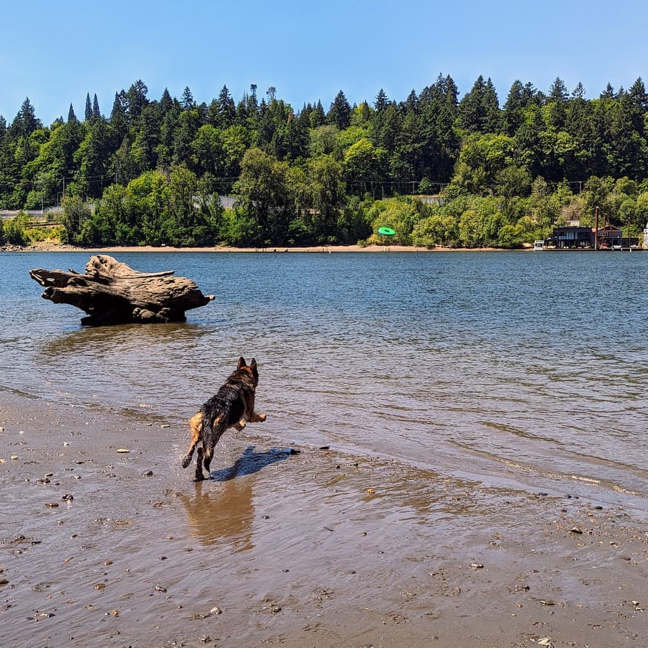 Elijah vom Tanhauser chasing a frisbee into the river