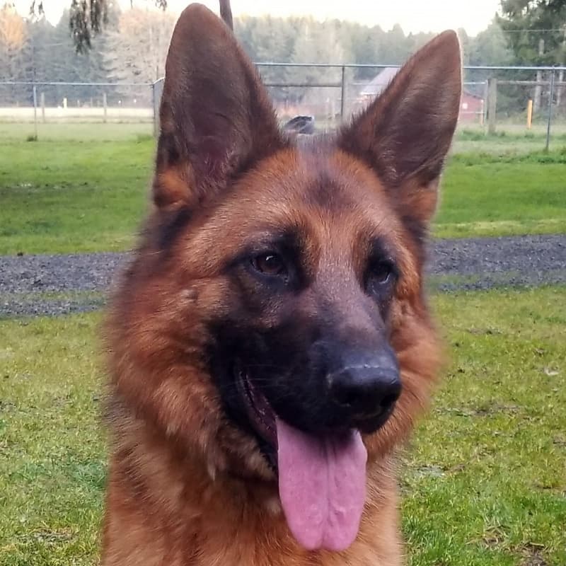 Genevieve vom Tanhauser - head shot