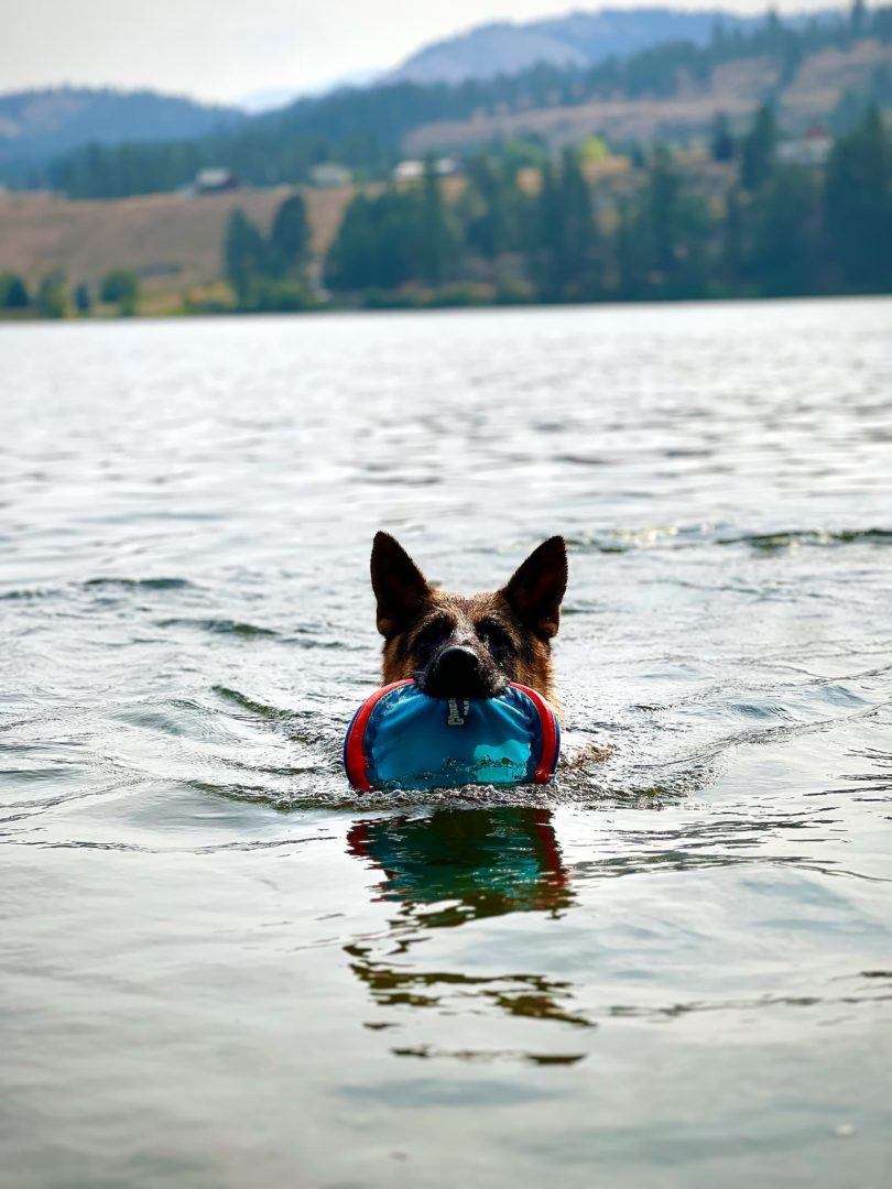 Male German Shepherd Swimming with Frisbee