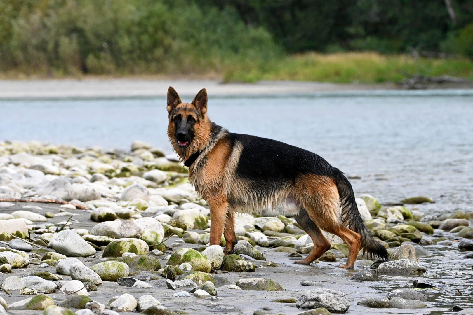 Male German Shepherd lakeside