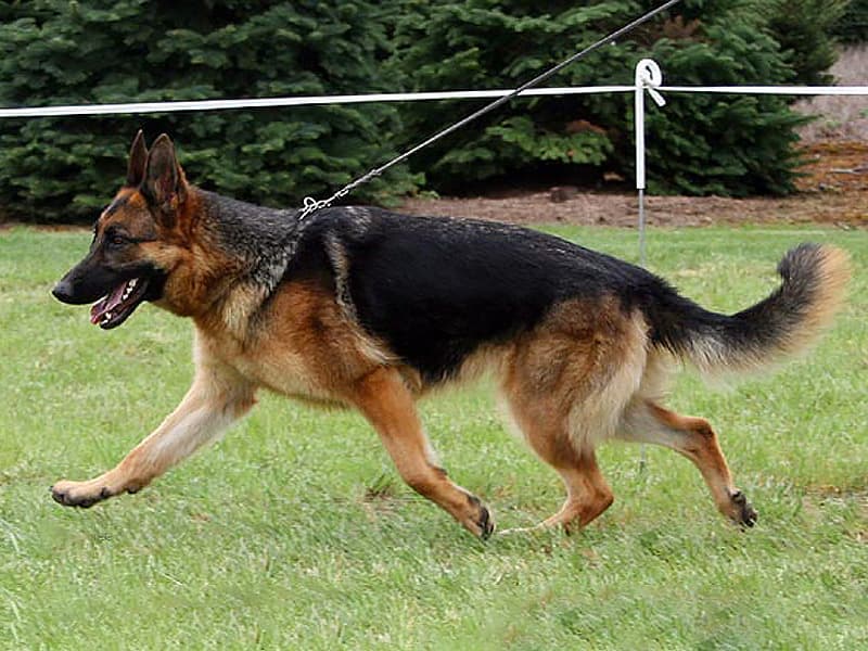 Tessa vom Tanhauser side shot