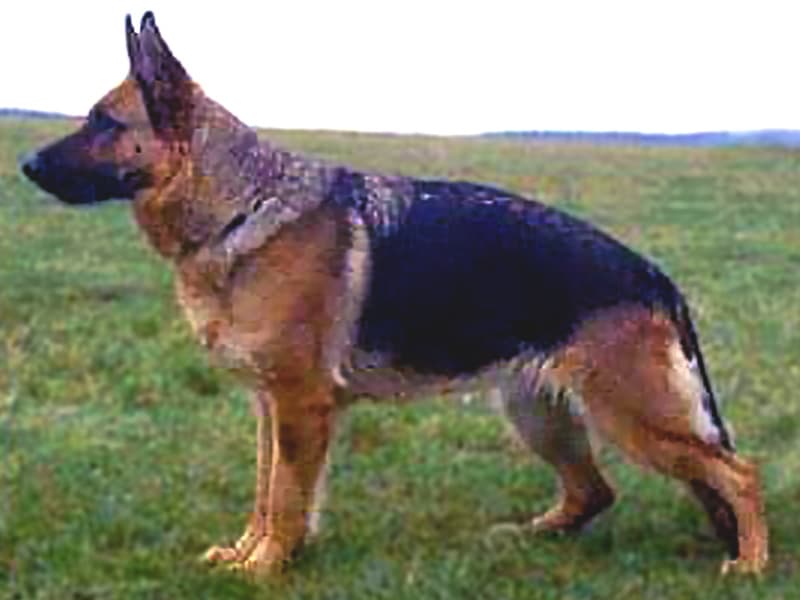 Yra von der Friedersdorfer Flur side shot