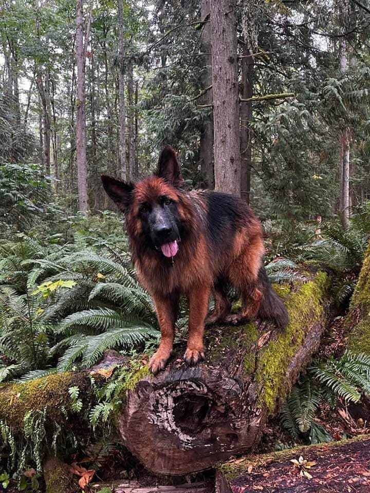 Long coat male shepherd hiking in forest