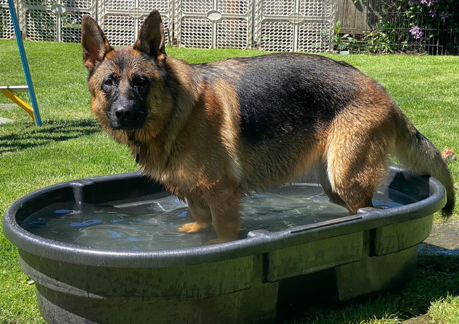 dog pool