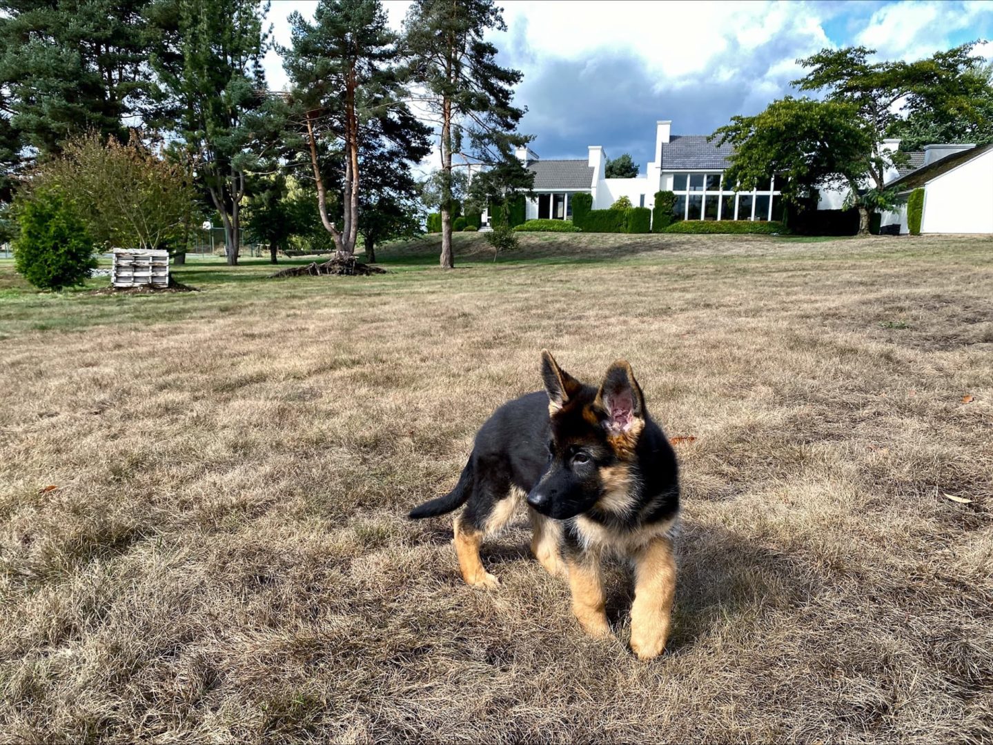 puppy in front of house
