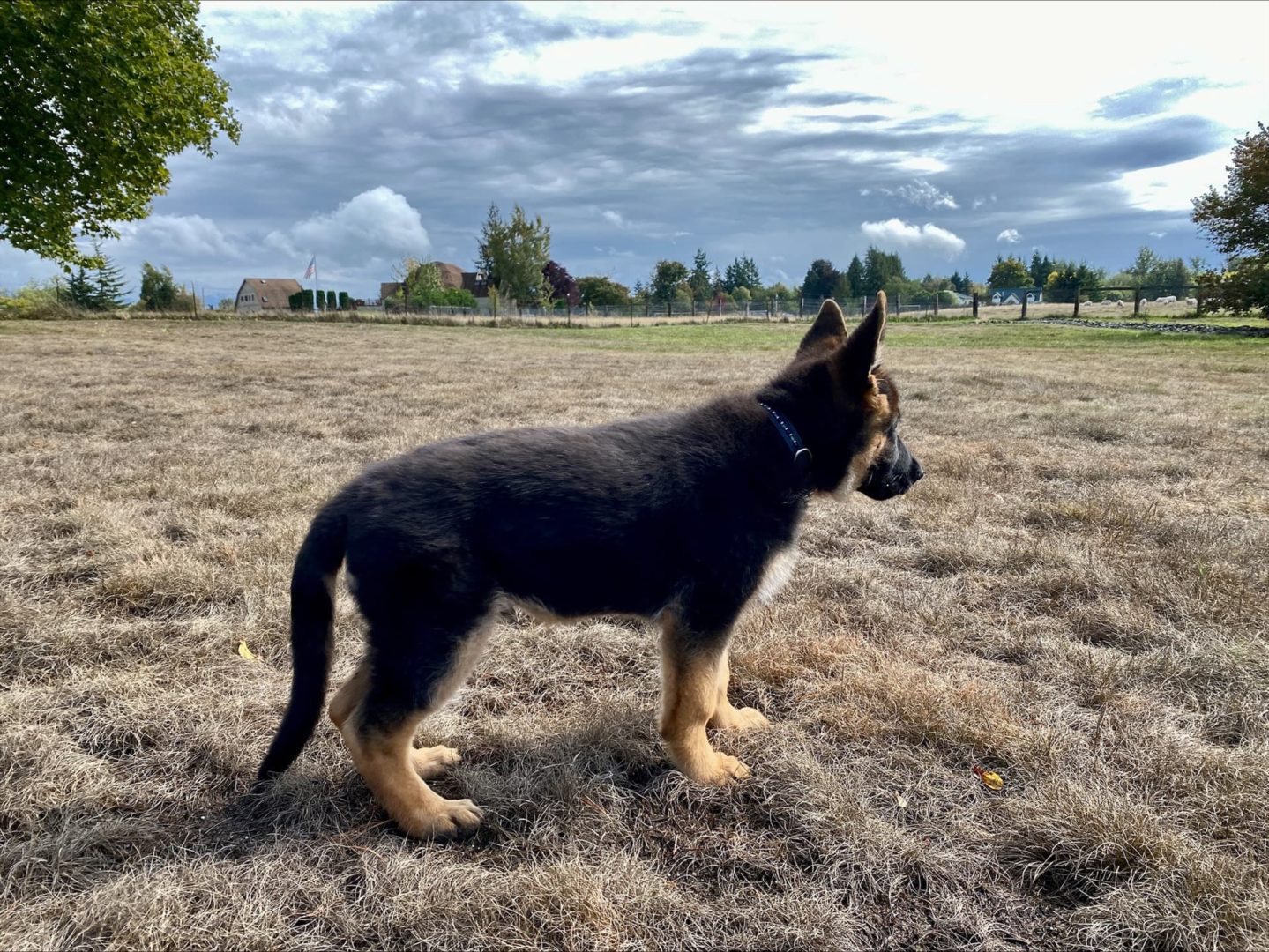 puppy in meadow